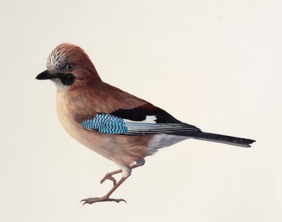 Studie eines Eichelhähers von Raymond Booth
