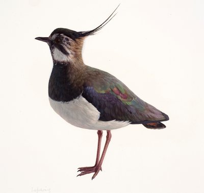 Studie eines Kiebitz von Raymond Booth