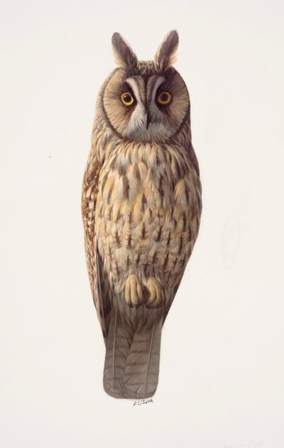 Studie einer Waldohreule von Raymond Booth