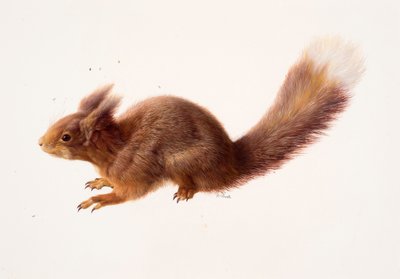 Studie eines Eichhörnchens von Raymond Booth