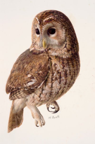 Studie einer Waldohreule von Raymond Booth