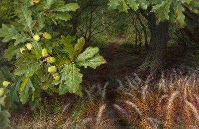 Der Weg in den Wald von Raymond Booth