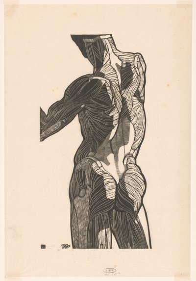 Anatomische Studie der Rücken- und Gesäßmuskeln eines Mannes von Reijer Stolk