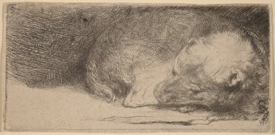 Schlafender Welpe von Rembrandt van Rijn