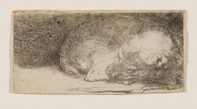 Schlafender Welpe von Rembrandt van Rijn