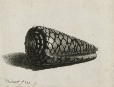 Die Muschel (Conus marmoreus) (1650) von Rembrandt van Rijn