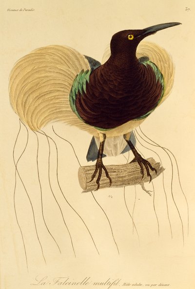 Erwachsenes Männchen des Zwölfdraht-Paradiesvogels, Gravur aus Histoire naturelle des oiseaux de paradis et des epimagues von René Primevère Lesson