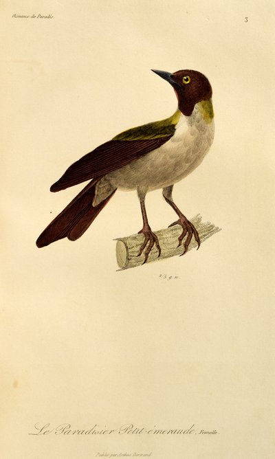 Weibchen des Kleinen Paradiesvogels, Gravur aus Histoire naturelle des oiseaux de paradis et des epimagues von René Primevère Lesson