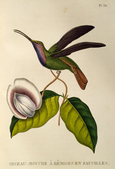 Lazuline Säbelwinge (Campylopterus falcatus), Gravur aus Les trochilidees ou les colibris et les oiseaux-mouches von René Primevère Lesson