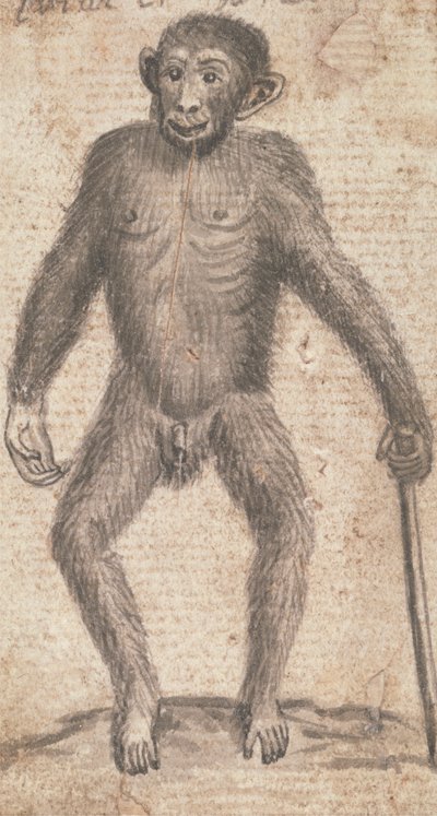Affen (einer von dreien auf einem Berg) von Richard Brookes