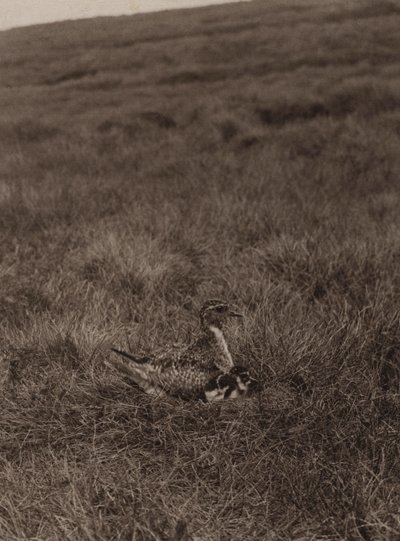 Goldregenpfeifer bedeckt Küken von Richard and Cherry Kearton