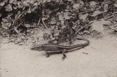 Zauneidechse von Richard and Cherry Kearton