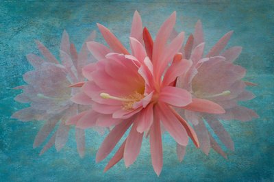 Träumende rosa Blüte von Richard Urbanski
