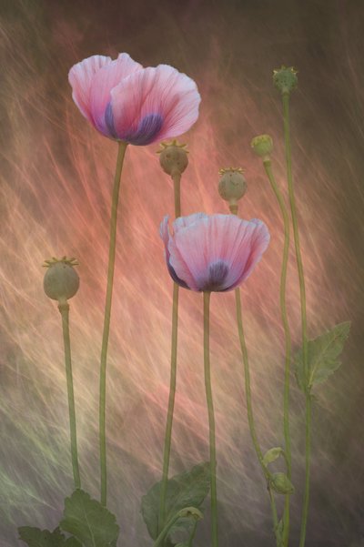 Traumhafte rosa Mohnblumen von Richard Urbanski