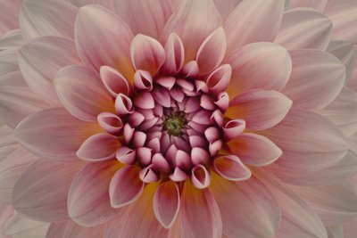 Lebendige pinke Dahlie von Richard Urbanski