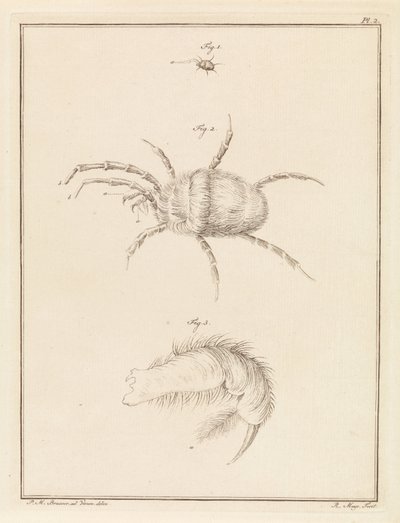 Rote Spinne von Robbert Muys