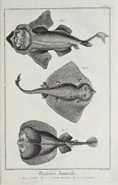 Illustration aus 