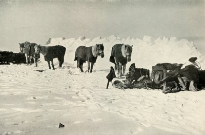 Ponys hinter ihrem Schutz im Lager auf der Barriere, 1911, 1913 von Robert Falcon Scott