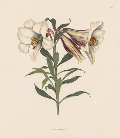 Eine Auswahl von Hexandrian-Pflanzen, die zur natürlichen Ordnung der Amaryllidae gehören..., 1831-1832 von Robert Havell