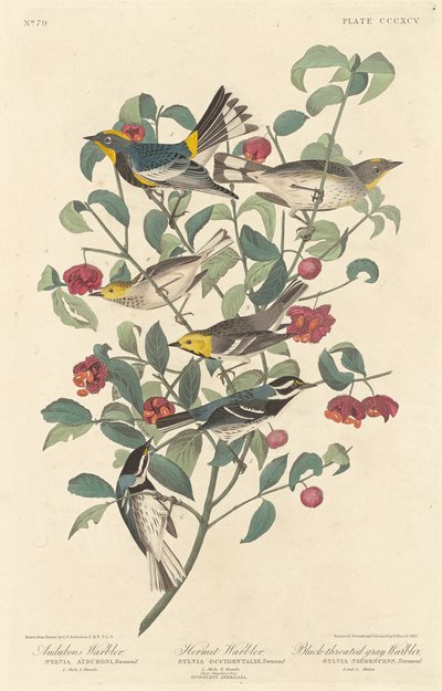Audubons Waldsänger, Einsiedler-Waldsänger und Schwarzkehl-Waldsänger, 1837 von Robert Havell