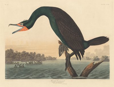 Florida-Kormoran, 1835 von Robert Havell