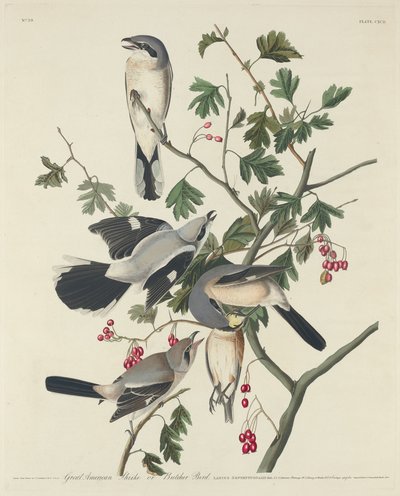 Großer amerikanischer Würger oder Metzger-Vogel, 1834 von Robert Havell