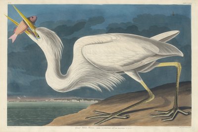 Großer Weißer Reiher, 1835 von Robert Havell