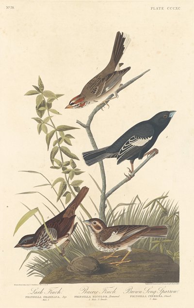 Lerchenfink, Präriefink und Brauner Singammer, 1837 von Robert Havell
