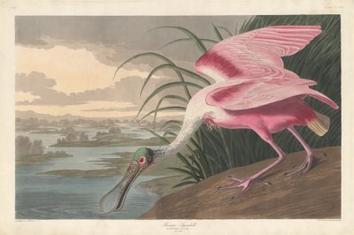 Rosalöffler, 1836 von Robert Havell