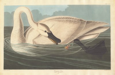 Trompeterschwan, 1838 von Robert Havell