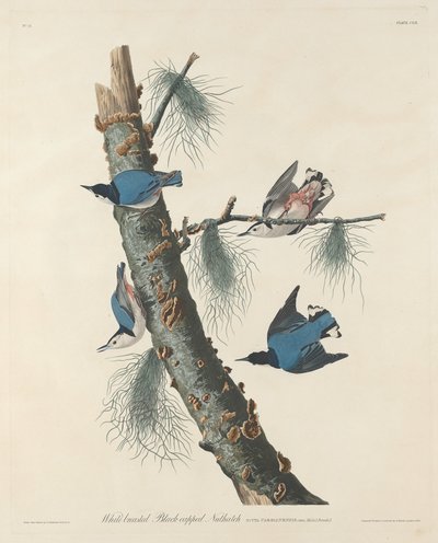 Weißbrüstiger Schwarzkehlkleiber von Robert Havell