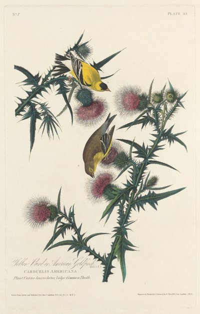 Gelber Vogel oder Amerikanischer Stieglitz, 1828 von Robert Havell