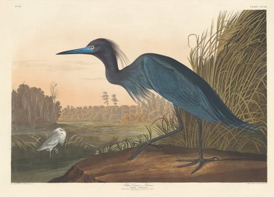 Blauer Kranich oder Reiher von Robert Havell after John James Audubon