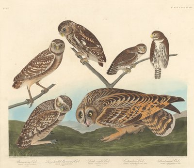 Erdkauz, Großköpfiger Erdkauz und Kleine Nachteule von Robert Havell after John James Audubon
