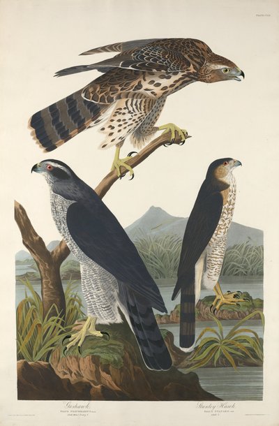 Habicht und Stanley-Habicht von Robert Havell after John James Audubon