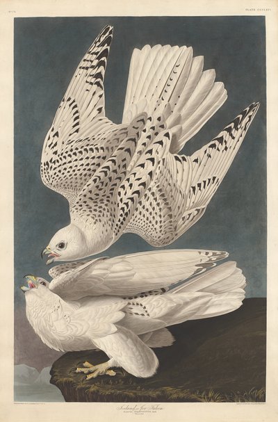 Isländischer oder Jer-Falke von Robert Havell after John James Audubon