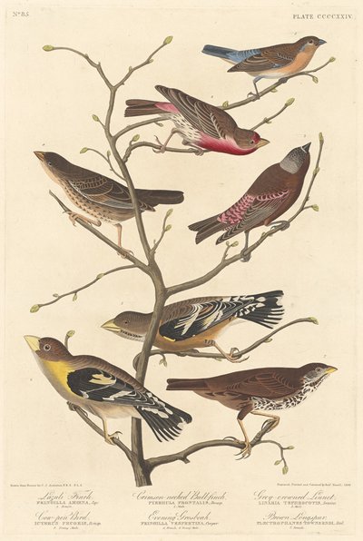 Lazuli Fink von Robert Havell after John James Audubon