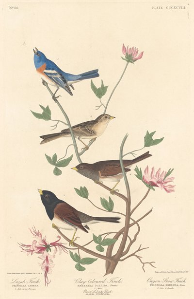 Lazulifink, Lehmfarbener Fink und Oregon-Schneefink von Robert Havell after John James Audubon