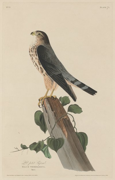 Der kleine Korporal von Robert Havell after John James Audubon