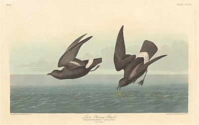 Kleinster Sturmvogel von Robert Havell after John James Audubon