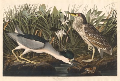 Nachtreiher oder Qua-Vogel von Robert Havell after John James Audubon