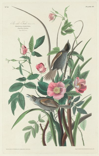 Küstenfink von Robert Havell after John James Audubon