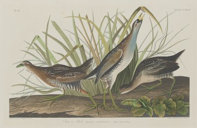 Sora oder Schiene von Robert Havell after John James Audubon