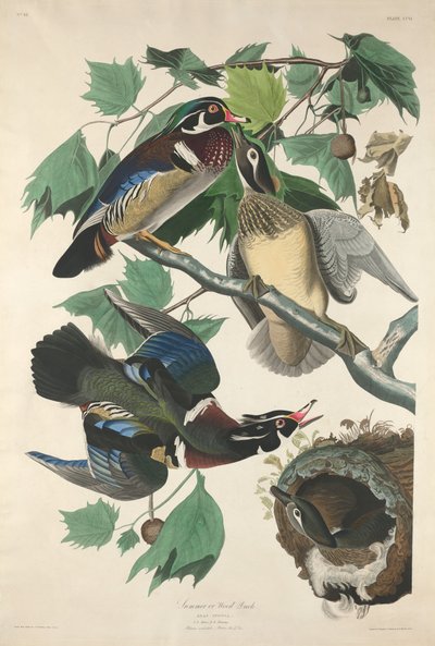 Sommer oder Brautente von Robert Havell after John James Audubon