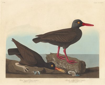 Weißbeiniger Austernfischer und Dünnschnabel-Austernfischer von Robert Havell after John James Audubon