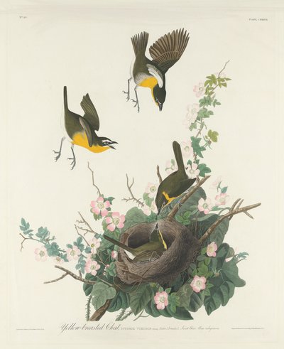 Gelbbrust-Waldsänger von Robert Havell after John James Audubon