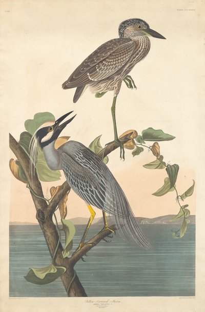 Gelbkrone Nachtreiher von Robert Havell after John James Audubon