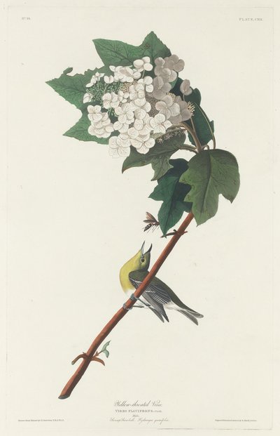 Gelbkehlvireo von Robert Havell after John James Audubon