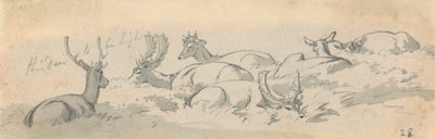 Hirsche und Rehe in Ruhe von Robert Hills