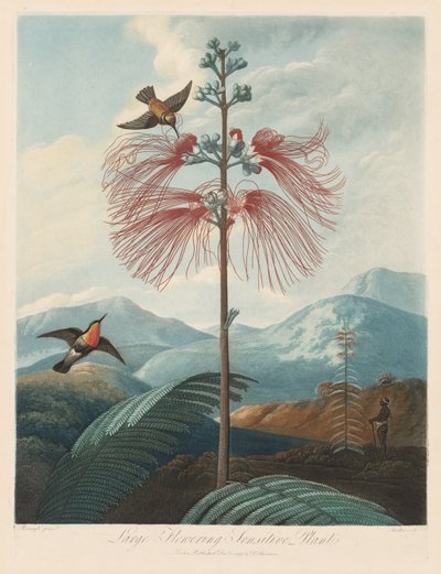 Der Tempel der Flora oder Garten der Natur: Große blühende empfindliche Pflanze von Robert John Thornton